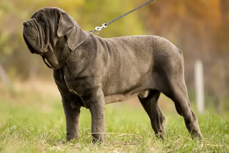 Dimensione mastino napoletano